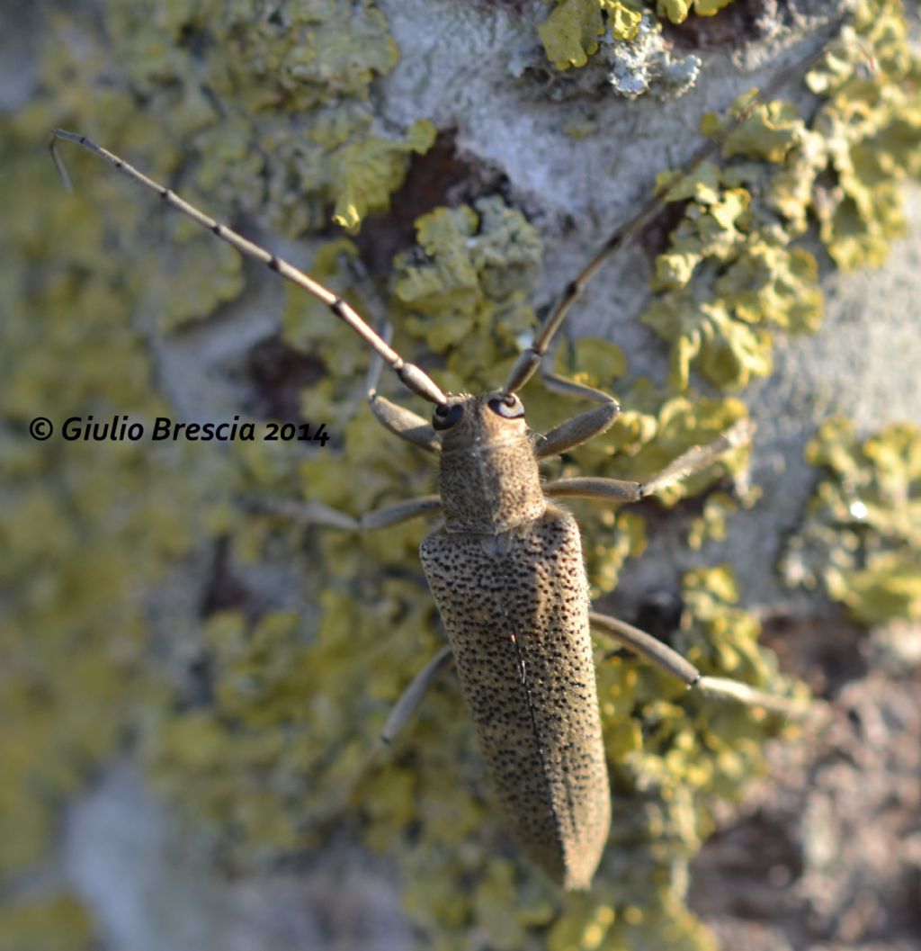 Coleoptera Cerambycidae, Saperda carcharias